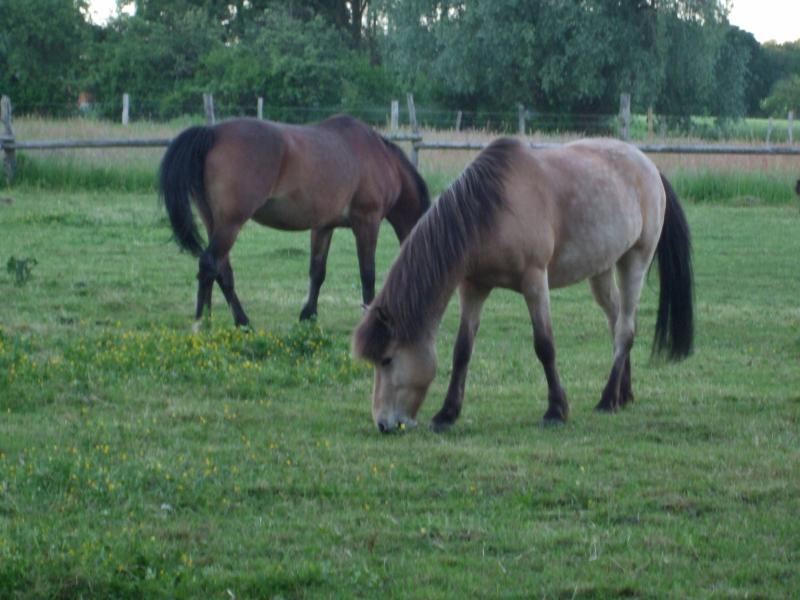 Pferde auf dem Reiterhof