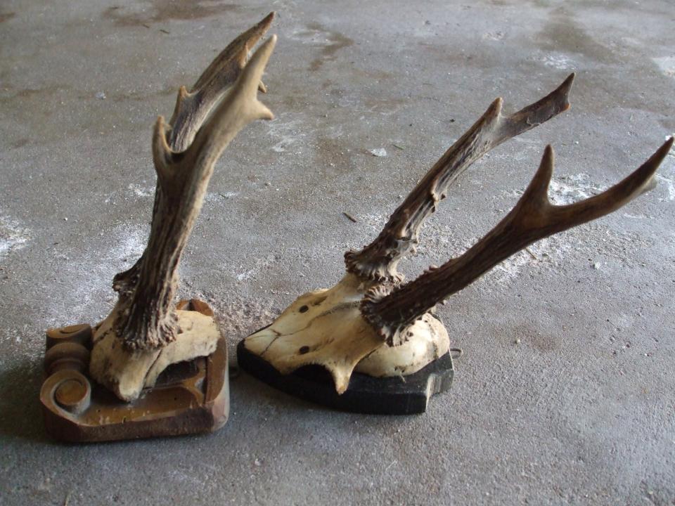 Rehgeweihe von der Seite