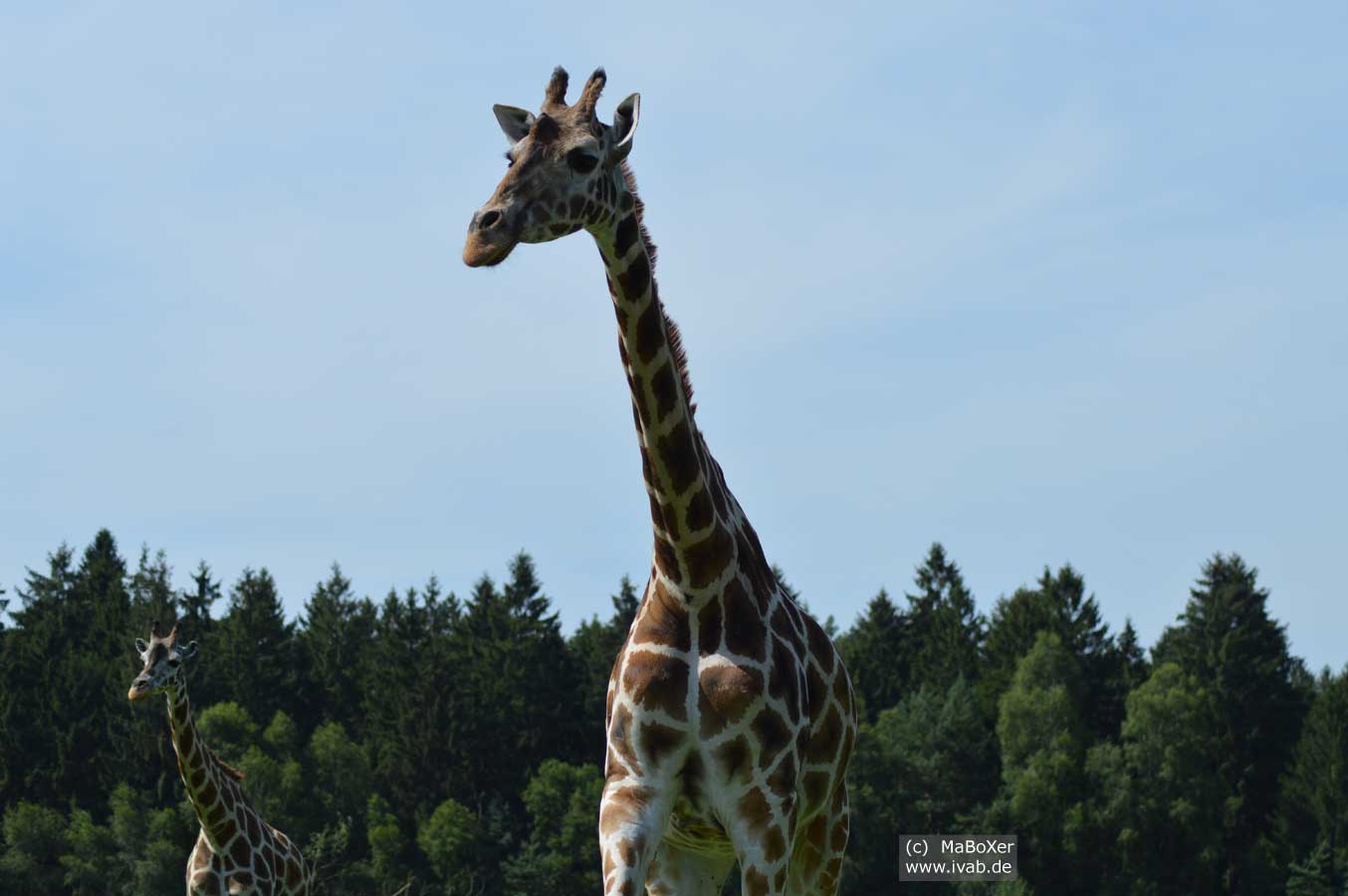 Giraffe - Foto (C) MaBoXer