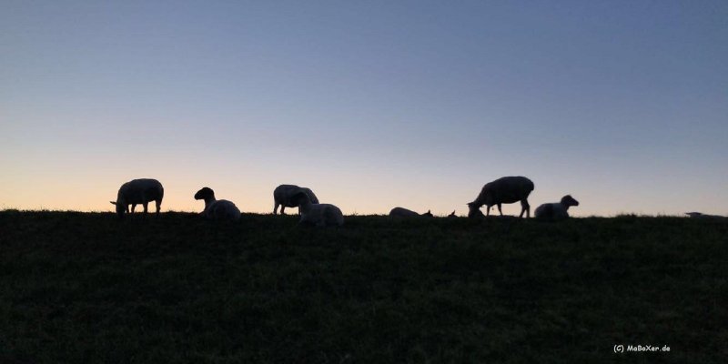 Schafe in York am Elbdeich © MaBoXer.de