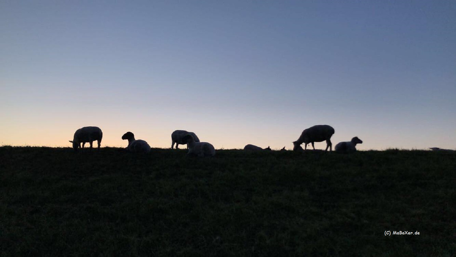 Schafe in York am Elbdeich (C) MaBoXer.de