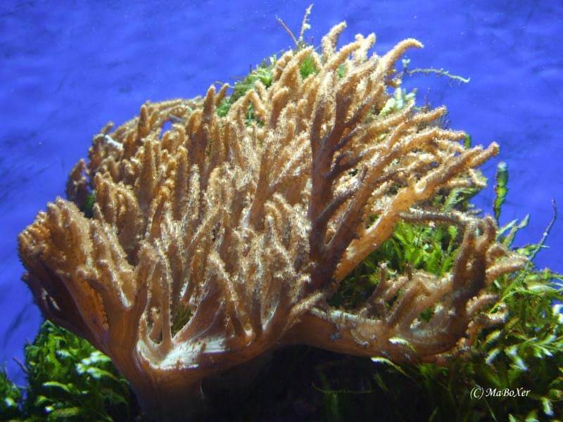 Tauchen Braune Koralle - Foto (C) MaBoXer